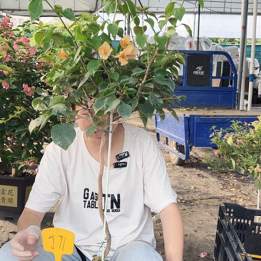 暗***扶大部分开放少量花苞J71金色光辉