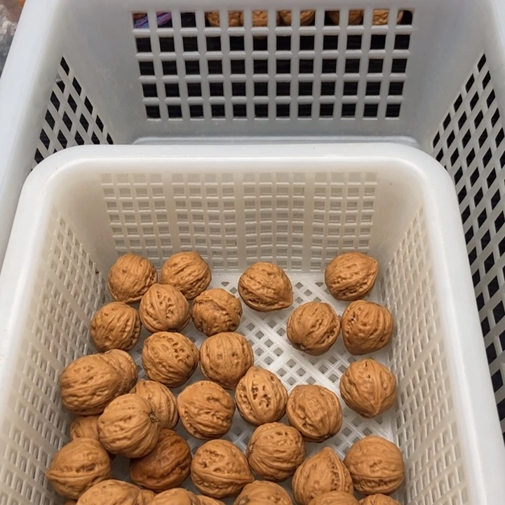 散籽35粒定制打孔，定制商品不退不换