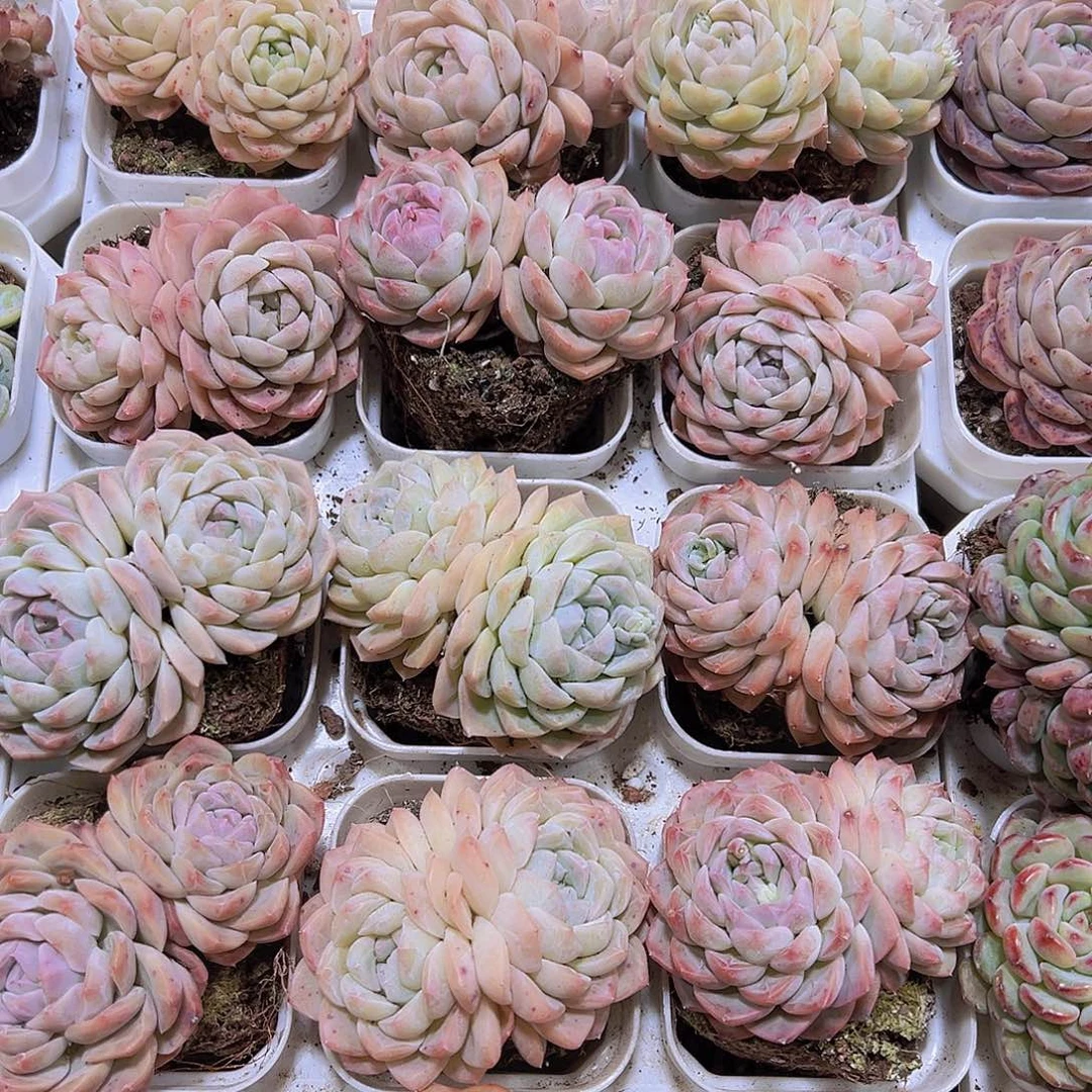 双头绿心19包邮多肉