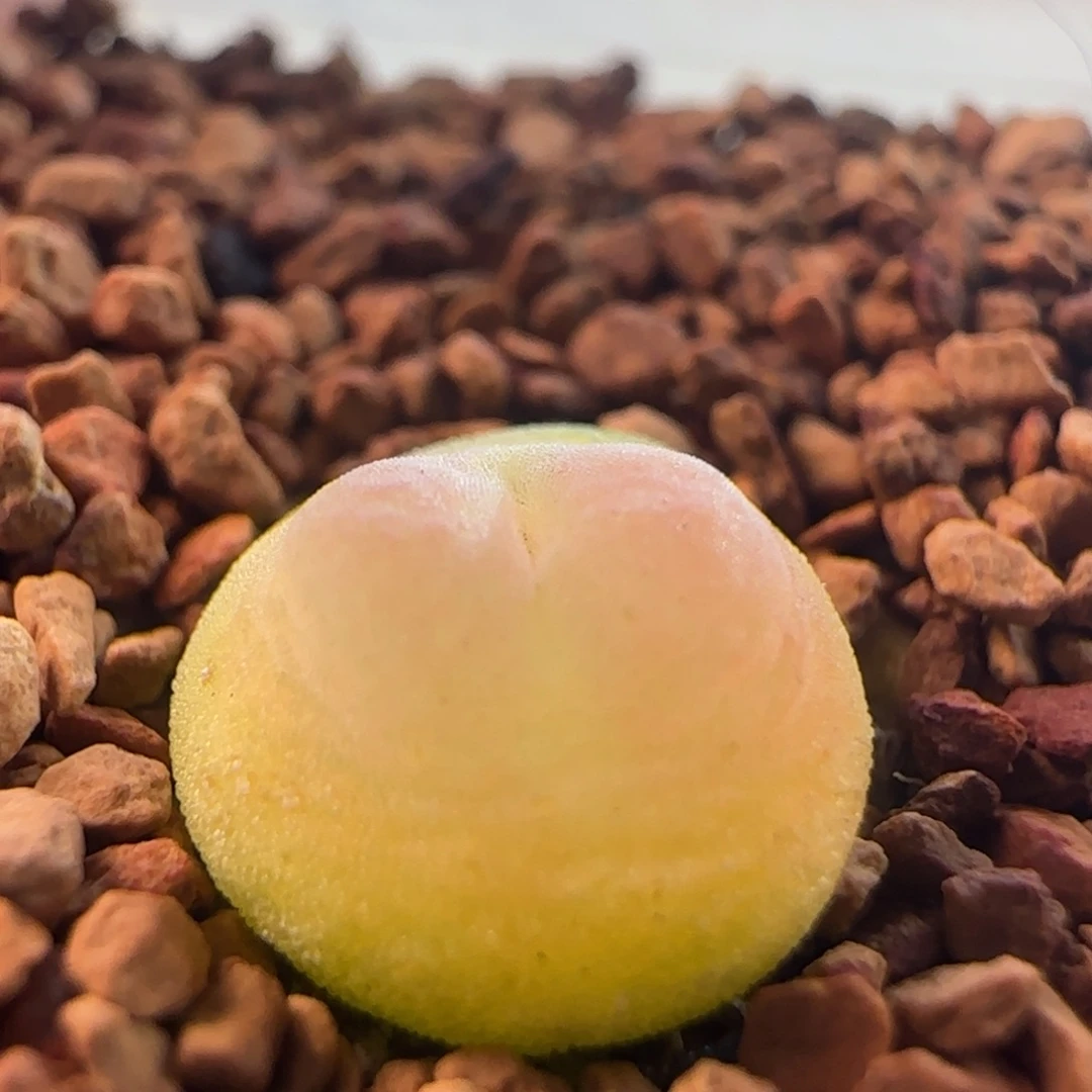 1499/尺寸1.0/紫皮拉登/