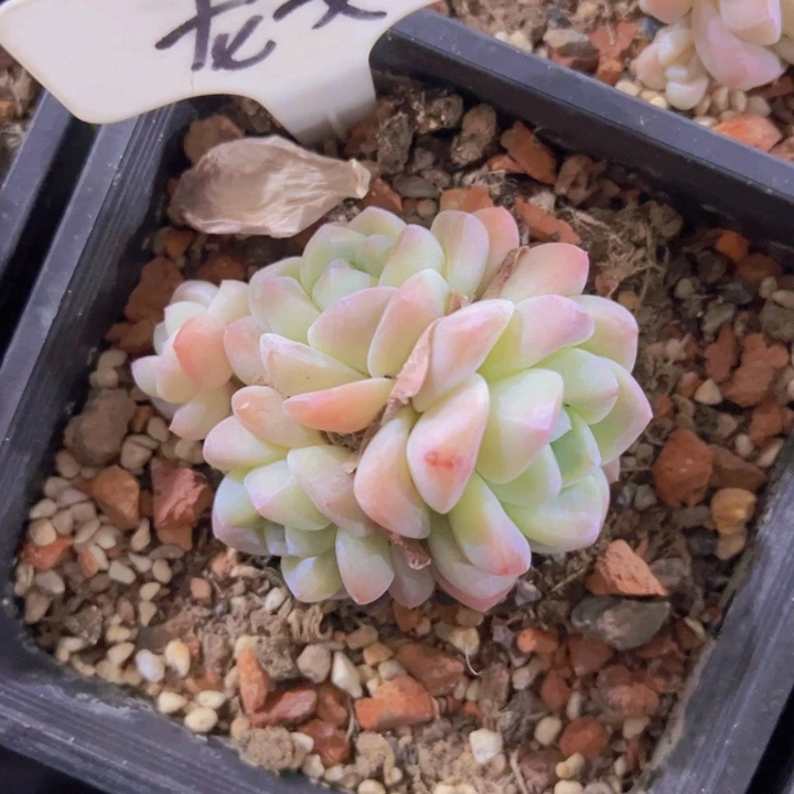 健健康康平平安安