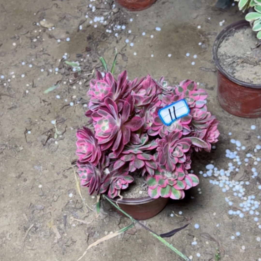 【闪购商品】多肉植物砍过不售后11
