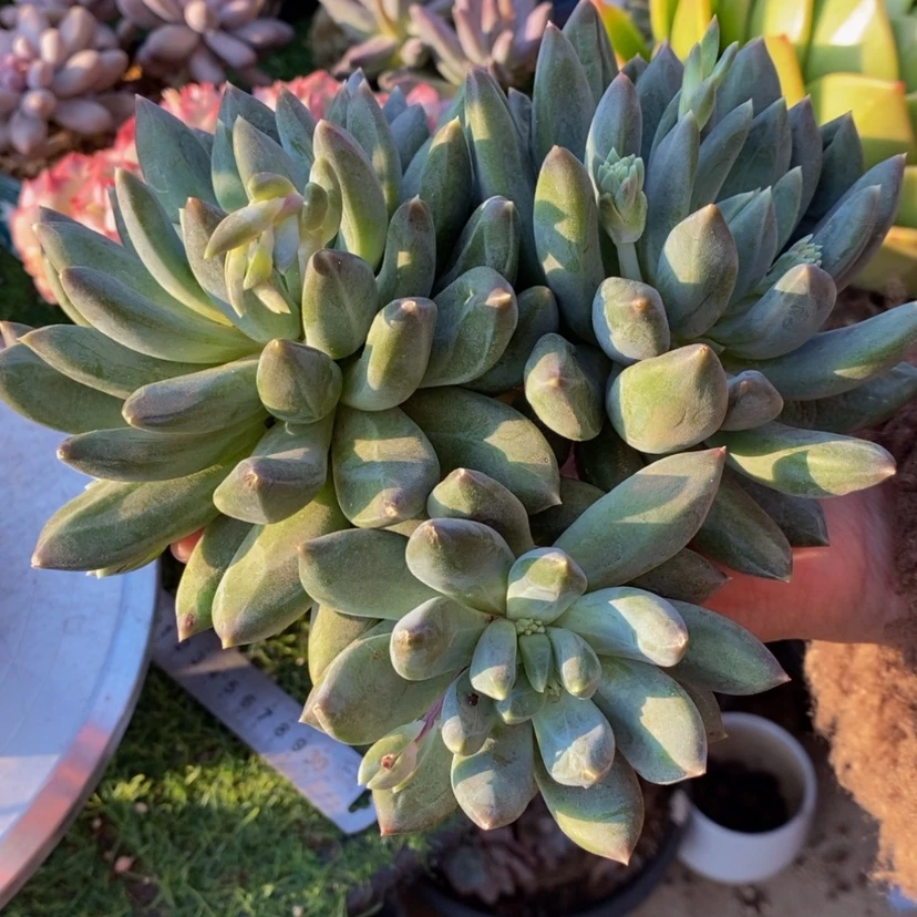 【闪购商品】英*多肉植物