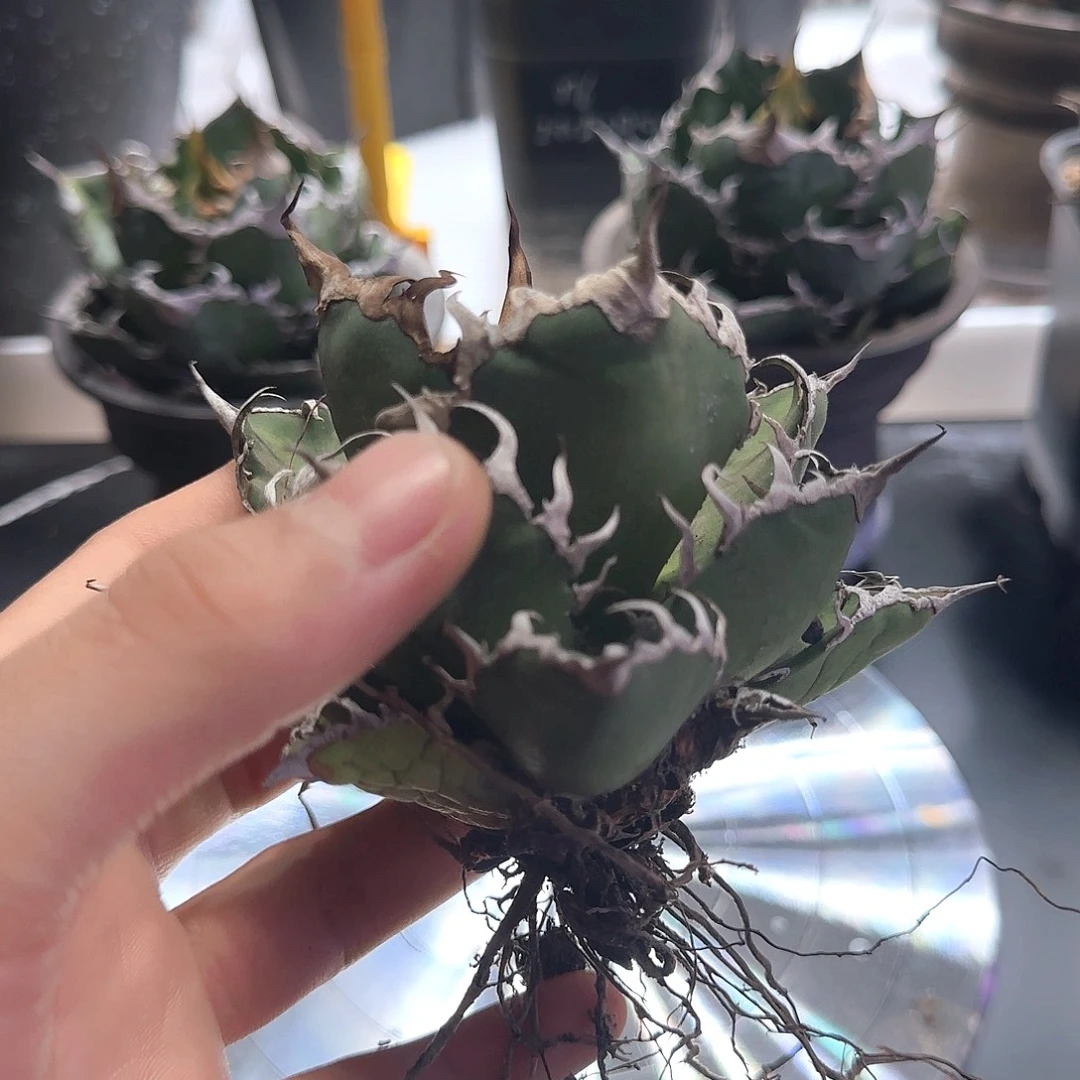 凯撒龙舌兰1111111111111