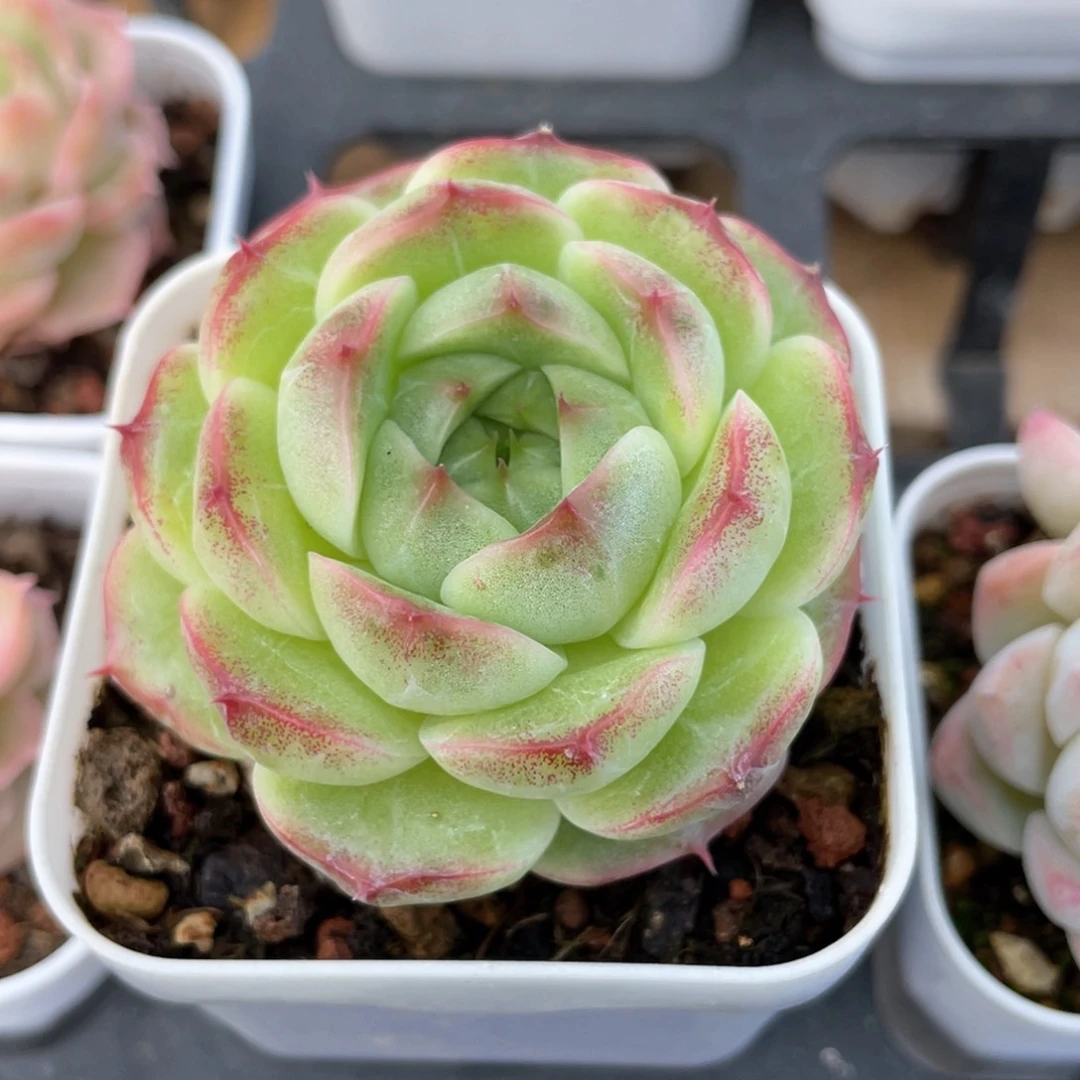 优选麦杆福利740