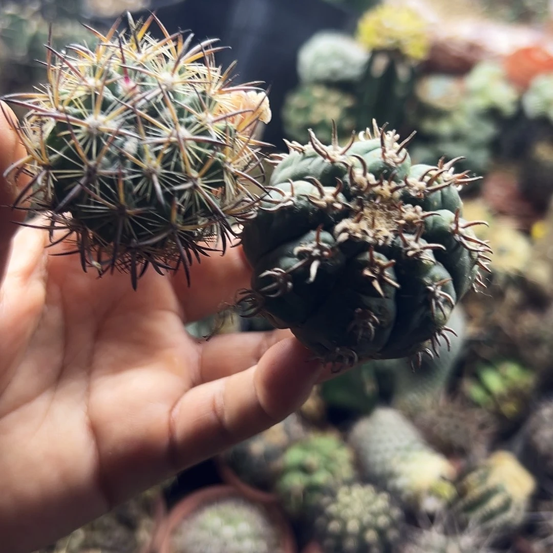 猫爪加虎抓仙人球1111111