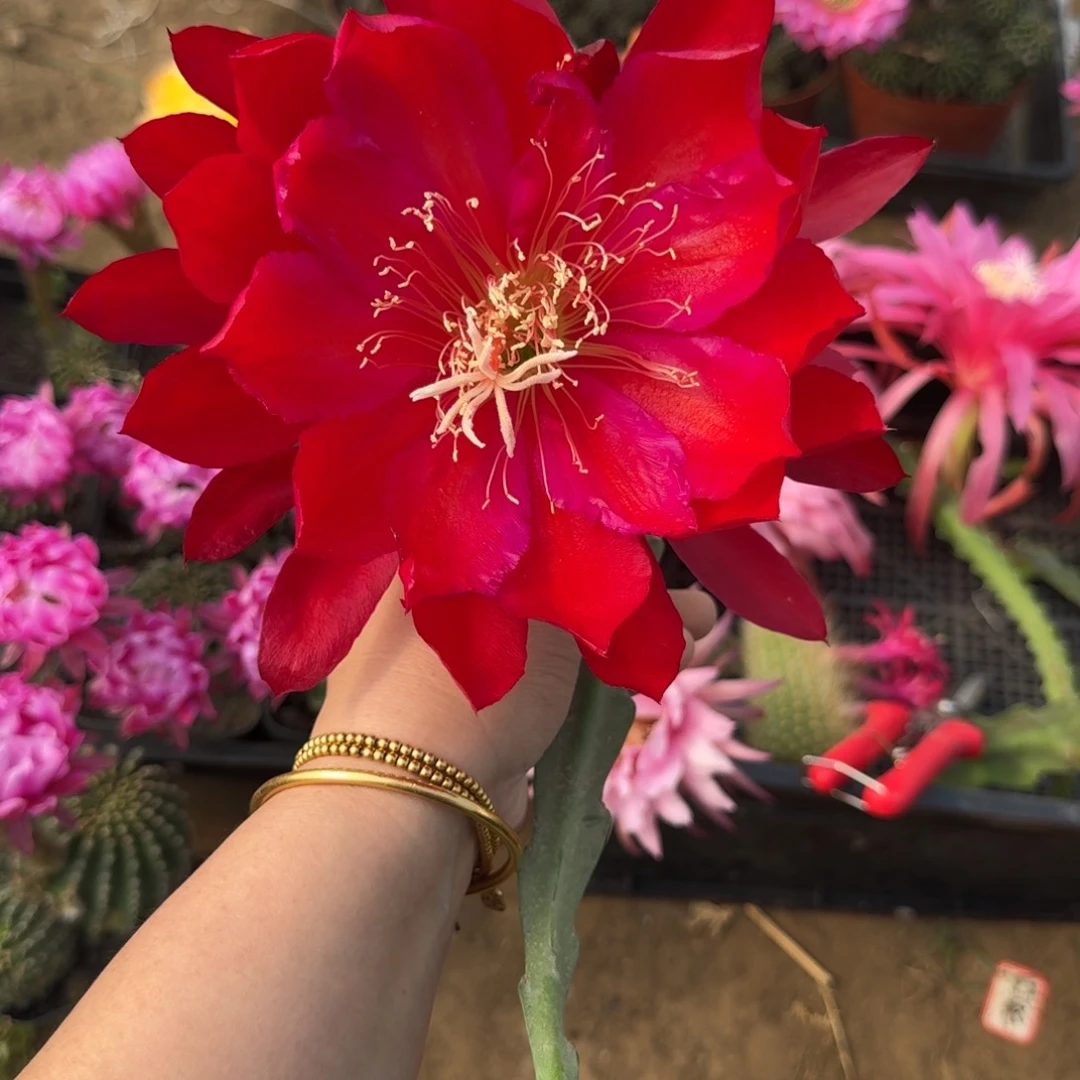 202令箭荷花传奇人物无根枝条10公分左右斑，20包邮