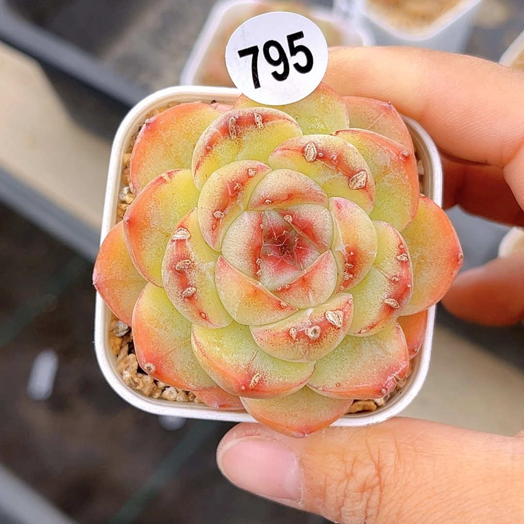 795  放漏  我裂了珍妮 满18包邮