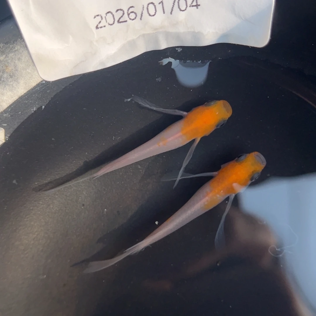 青鳉鱼216红白真长鳍一对