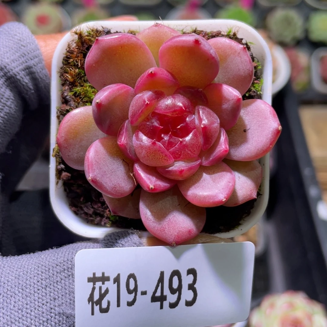 花利美19-493福利珍妮