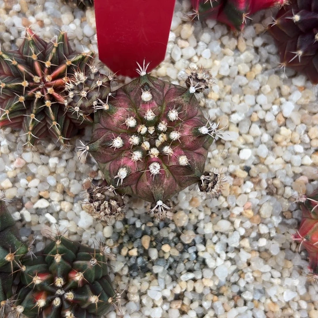 L960-1023泰国发货 海神轮回