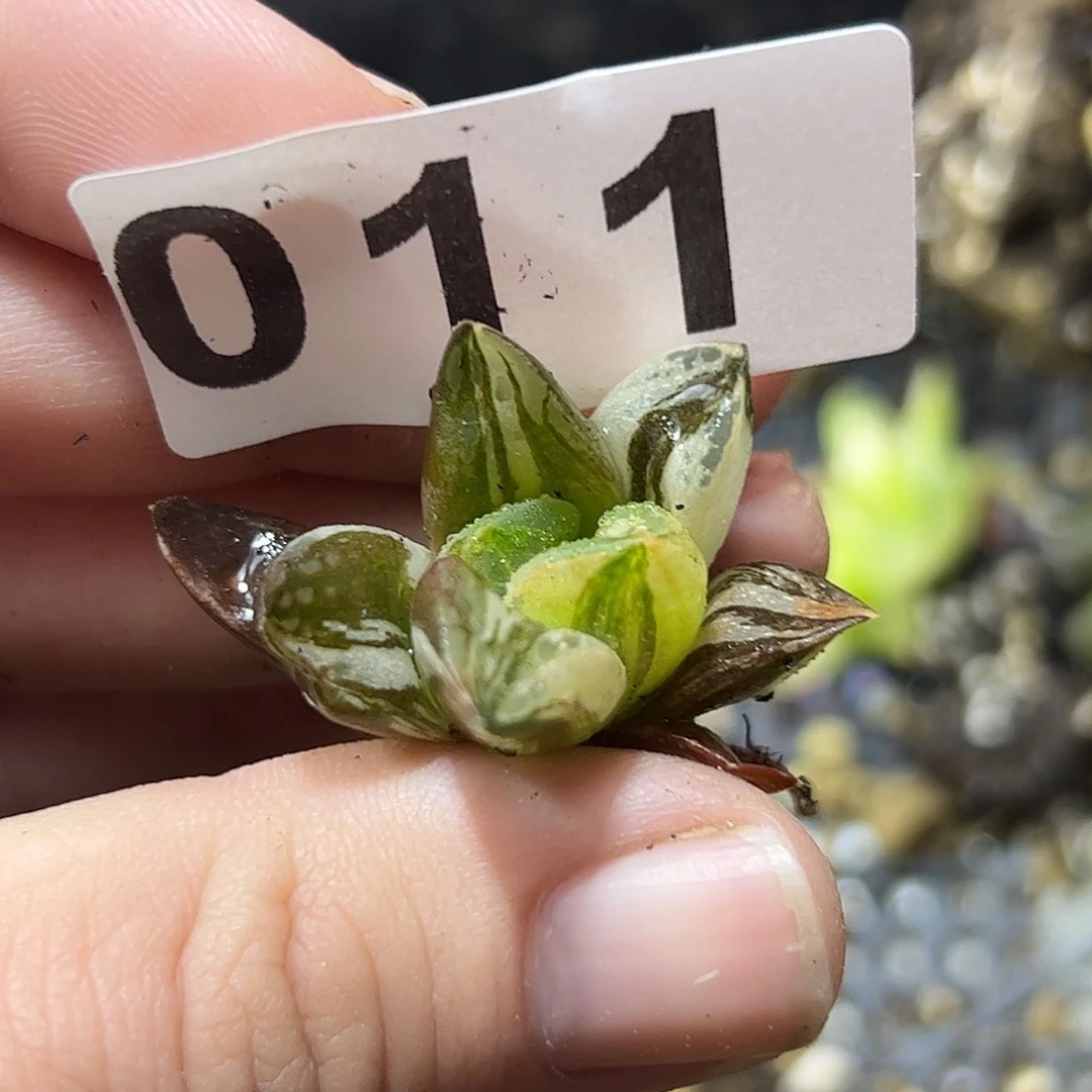 磨笛卡实生锦十二卷多肉