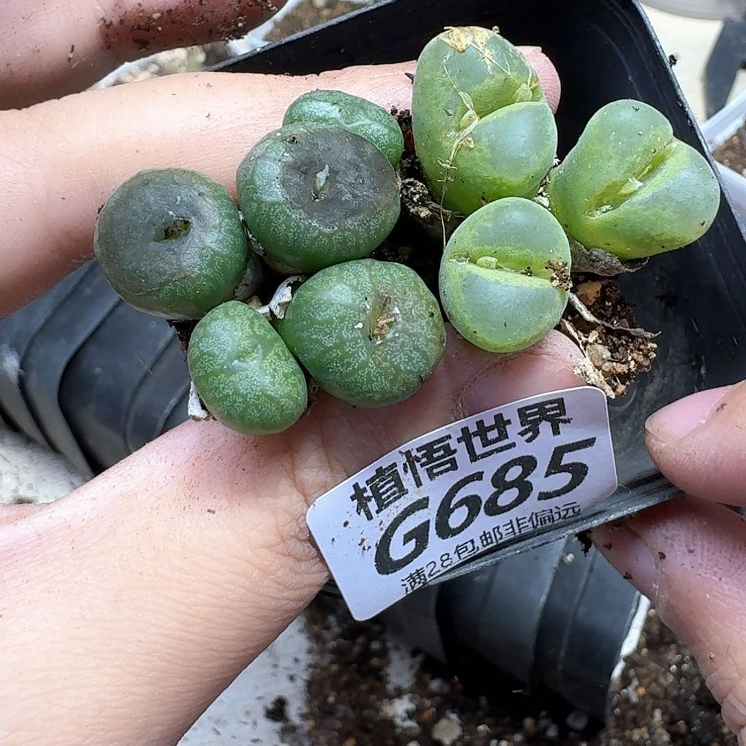 多肉植物的润泽ghn