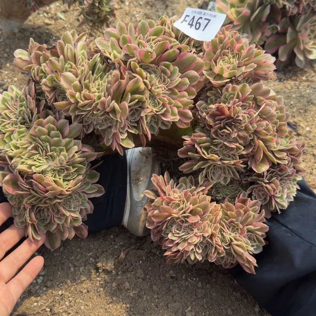 L***u467女巫缀化 多肉植物