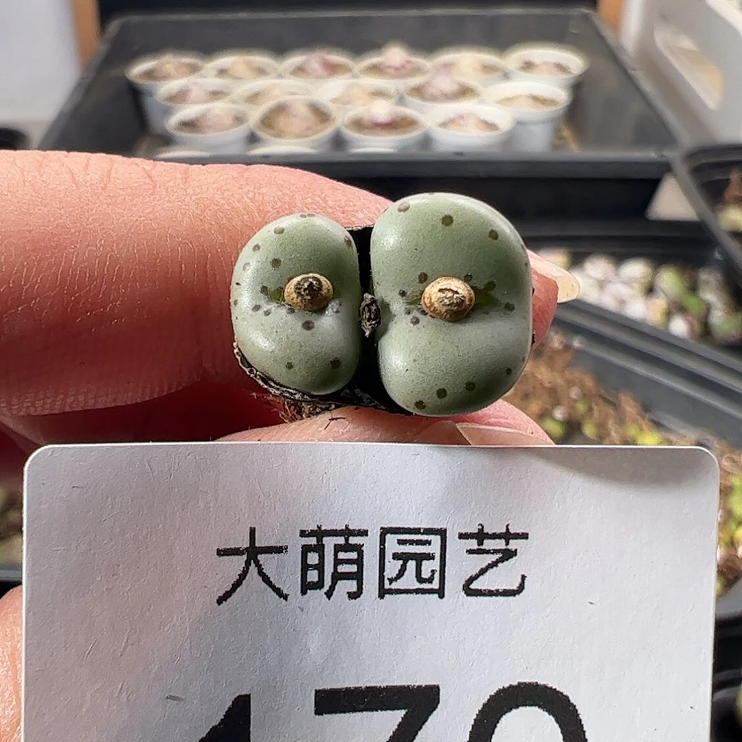 响***一物一拍。      170