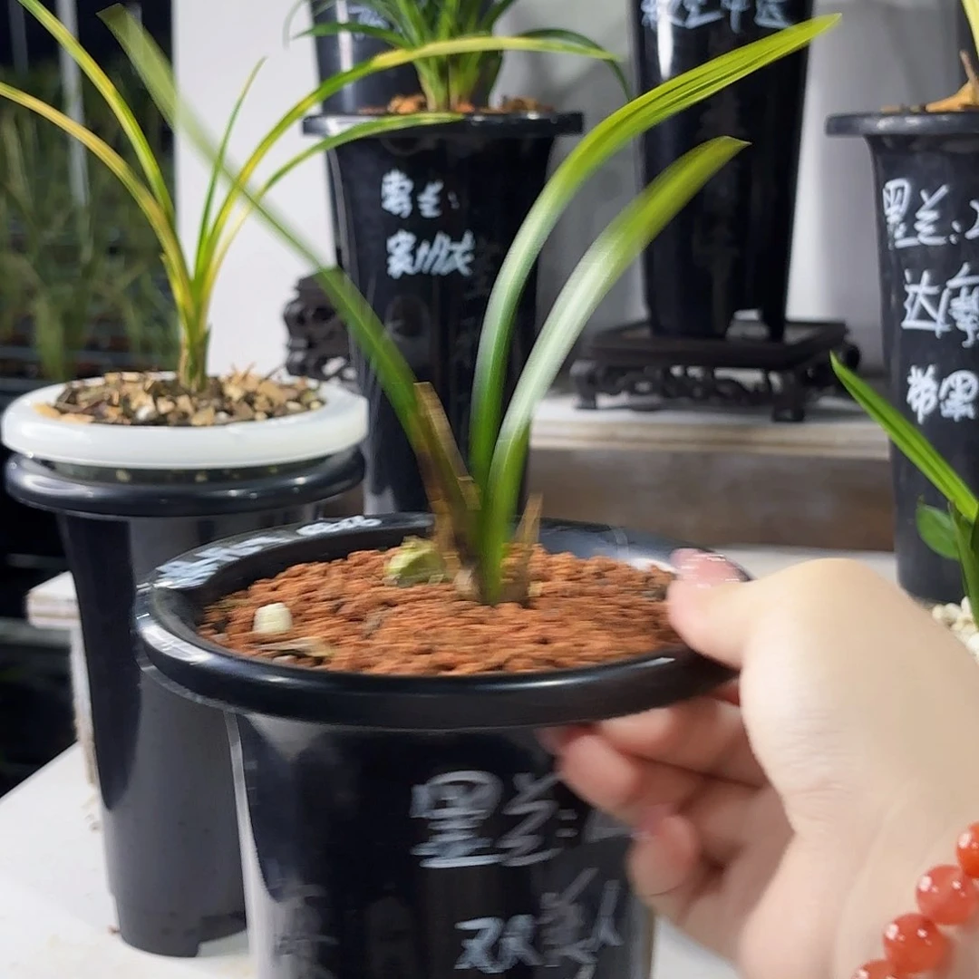 佛***明完全开放墨兰墨兰墨兰