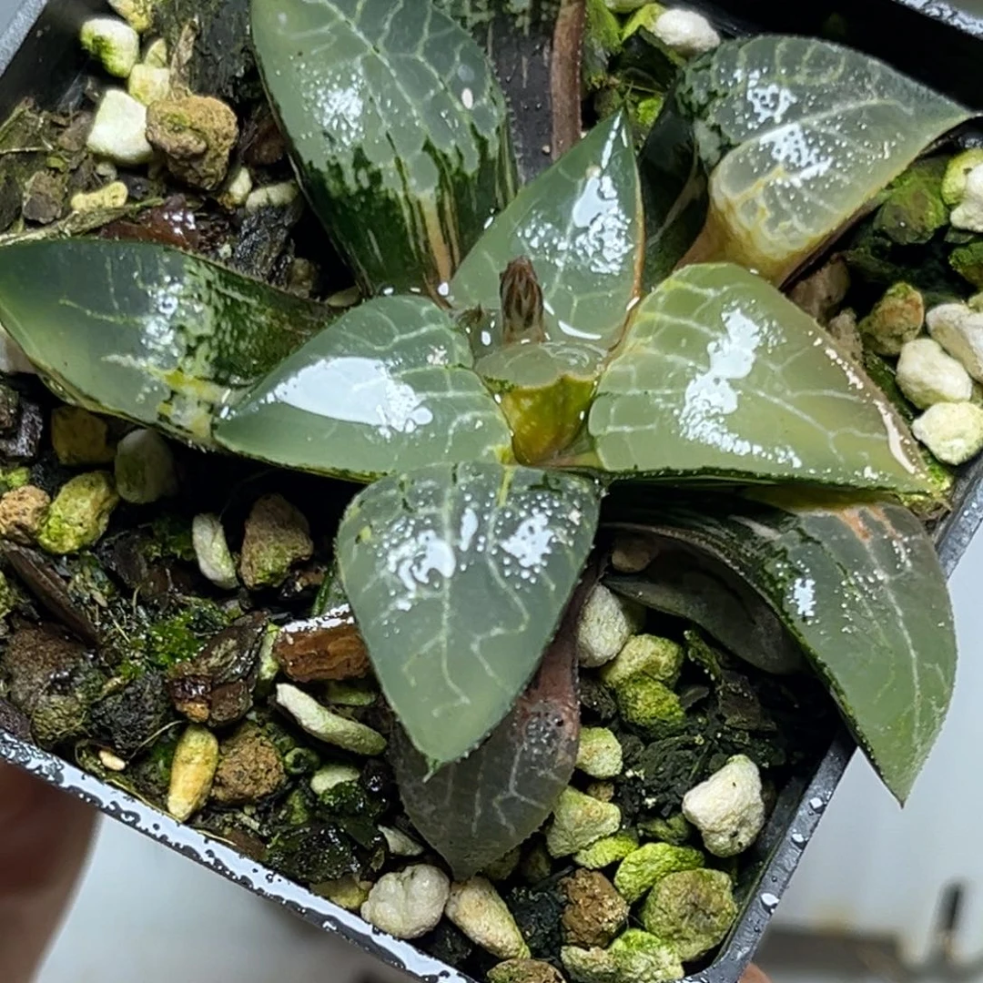 十二卷多肉植物1960冰河寿