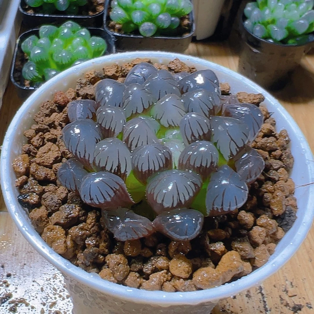 紫姬冰灯玉露多肉多肉一颗