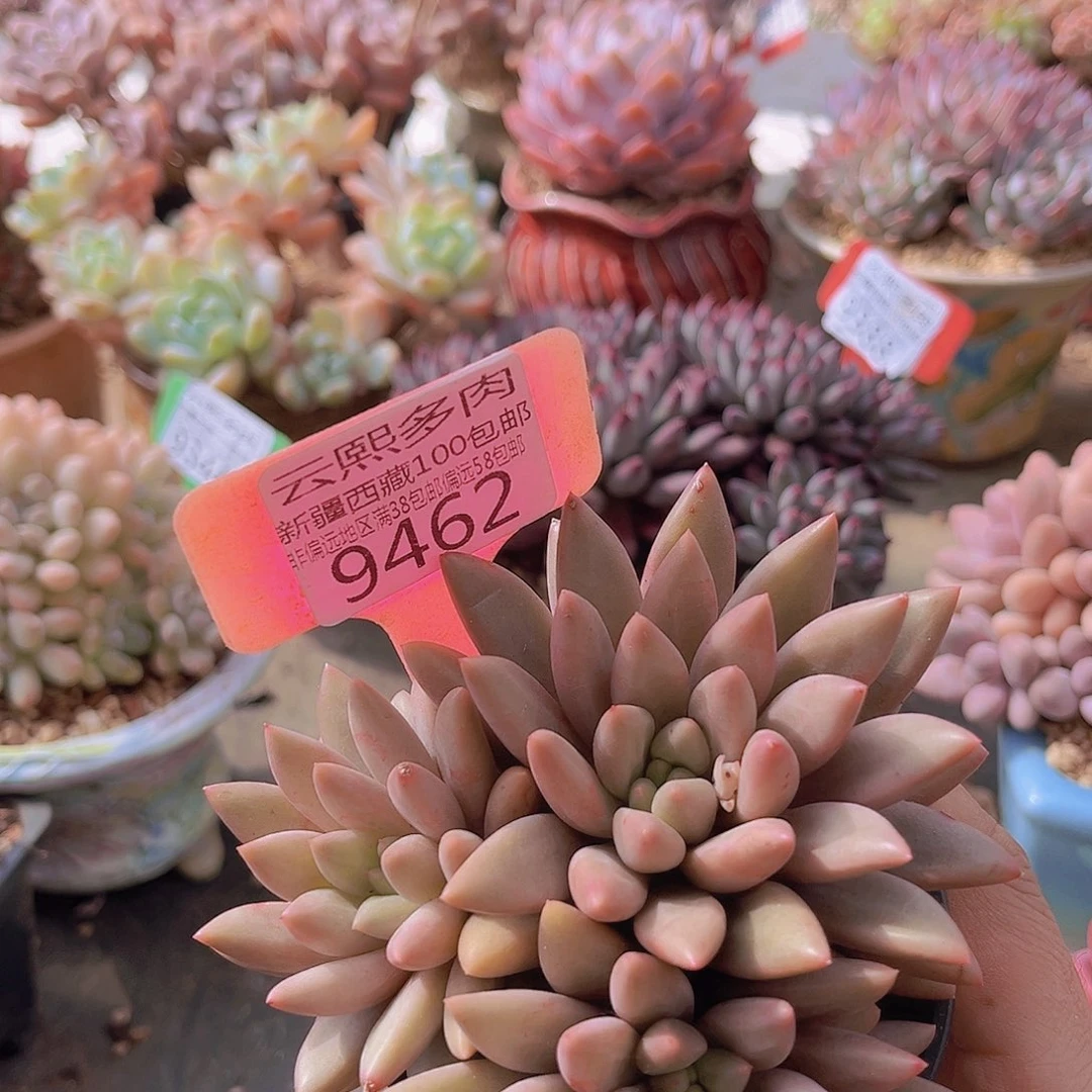 9462红蜻蜓多肉植物