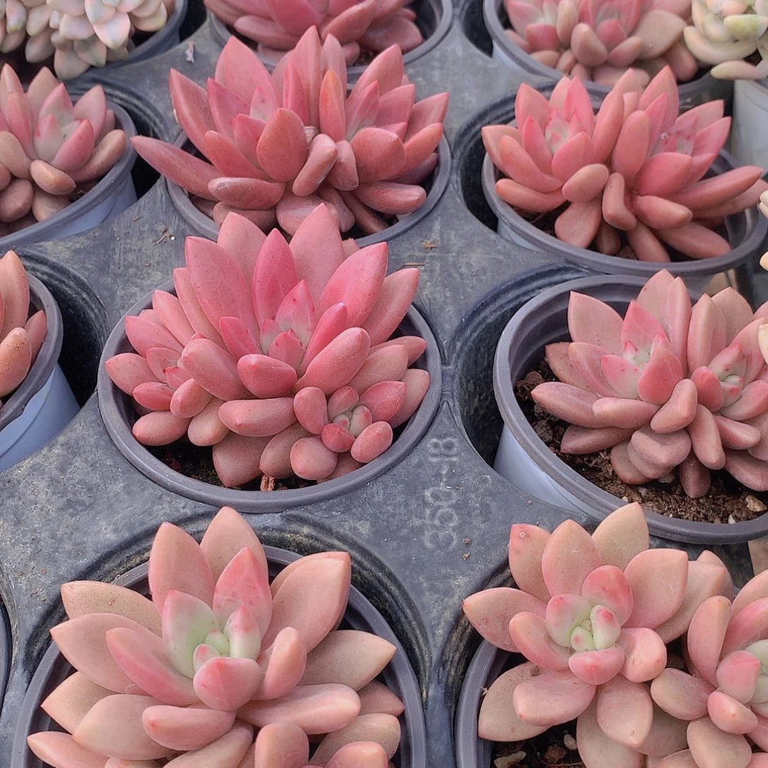 赫菲鱼3566788990000000