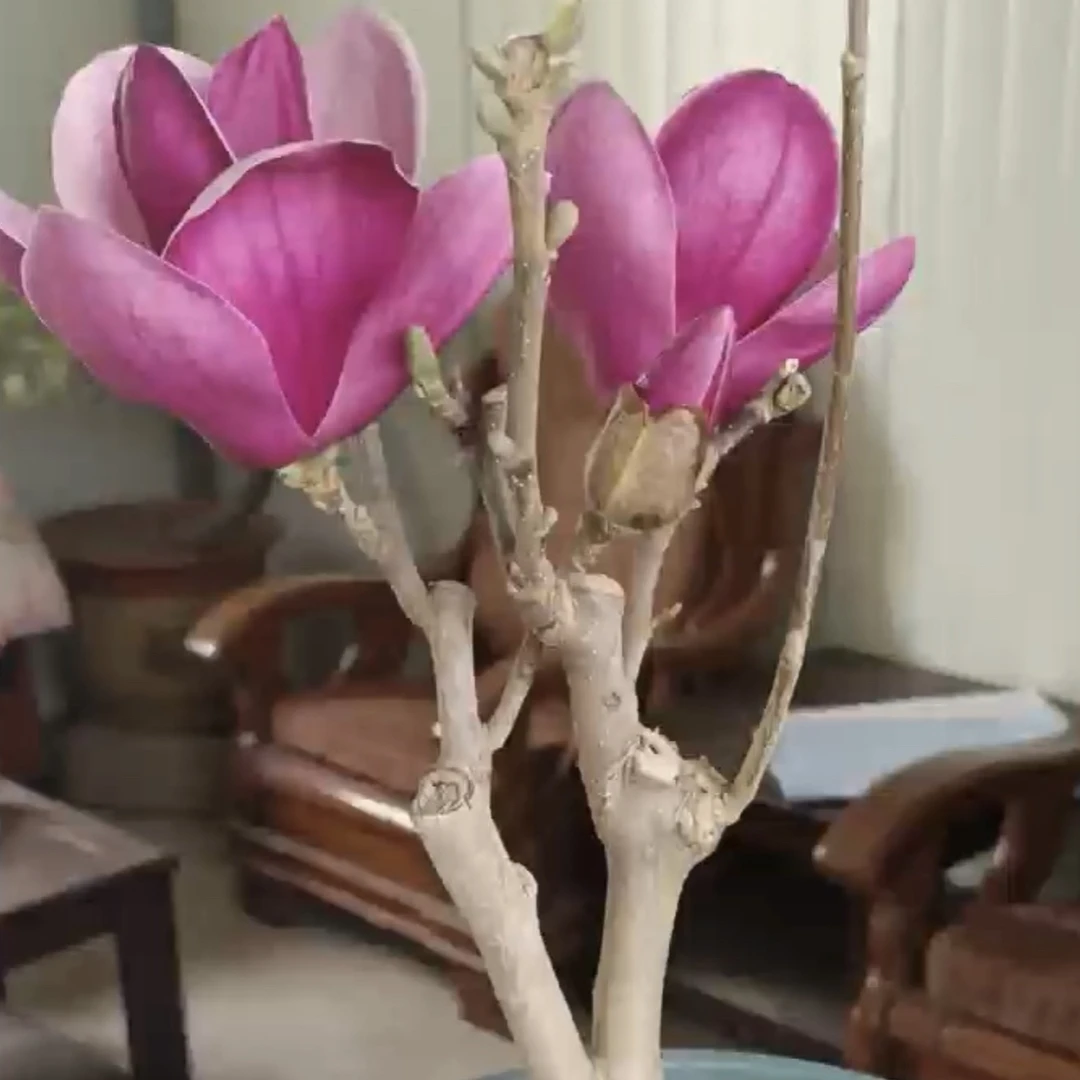 盆栽玉兰高颜值带花苞发货三季常绿浓香型开花植物客厅室内