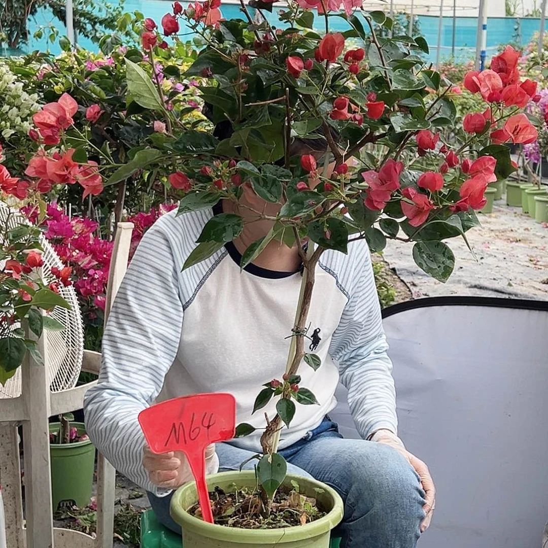 努***我大部分花苞少量开放M64不甜西瓜