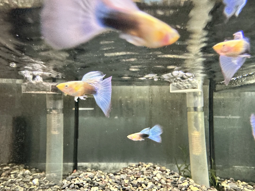 精品孔雀鱼黄化蓝礼服欧翼