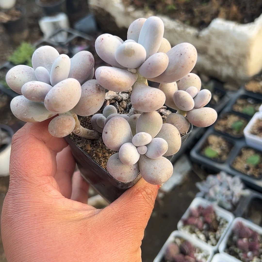 多肉植物鸡蛋奶酪文斯通