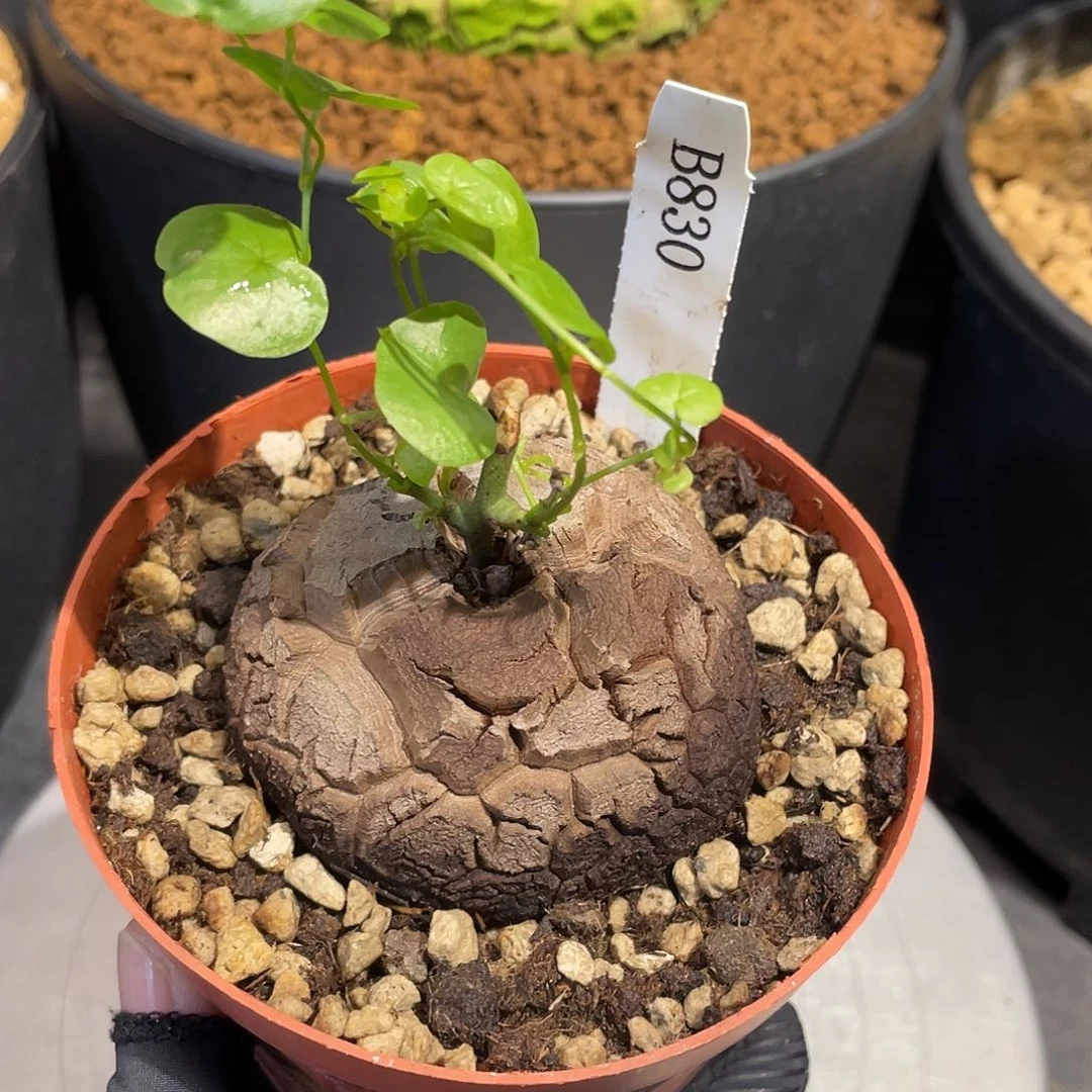 830号龟甲龙不退不换