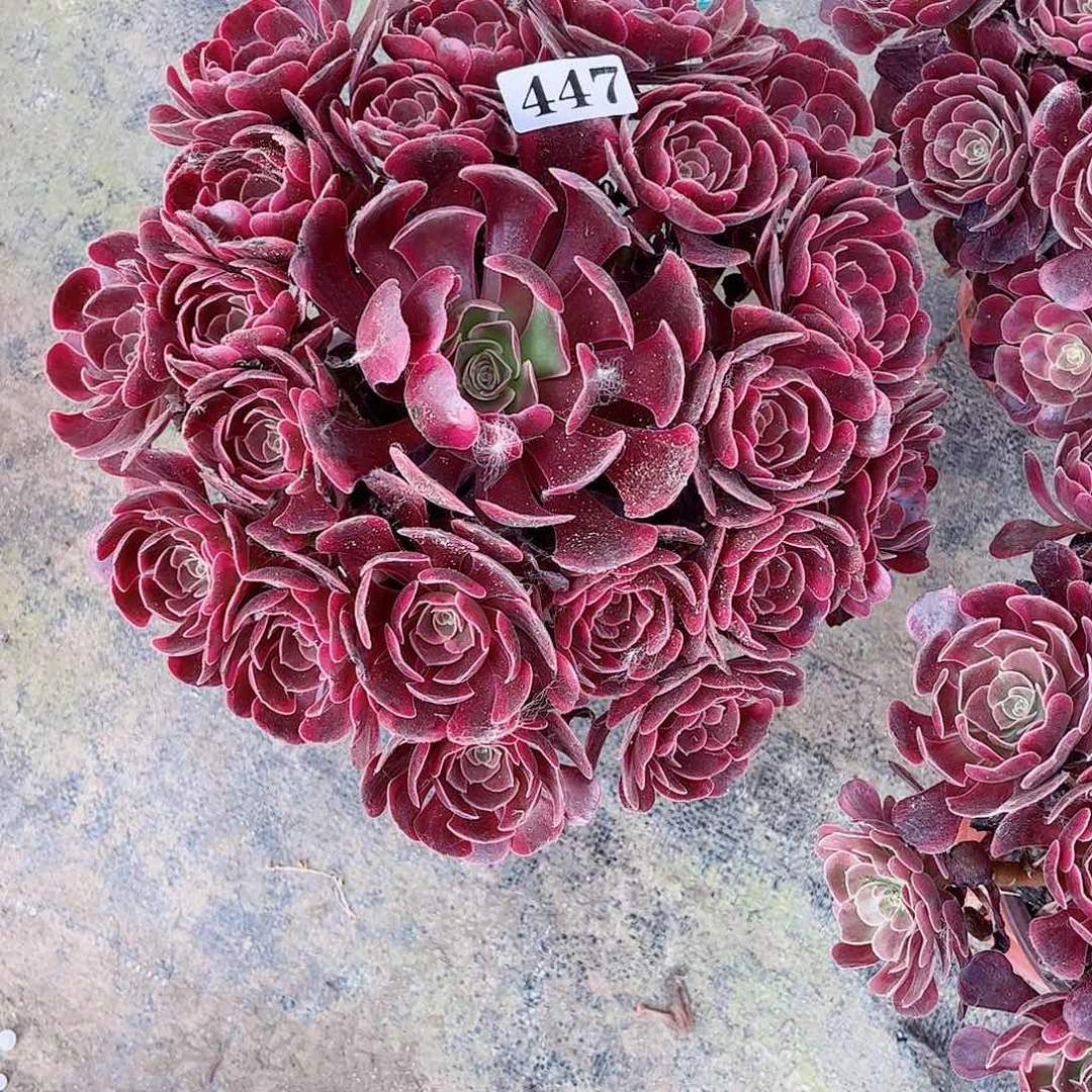 无花朵r****5多肉植物爱神寄养447