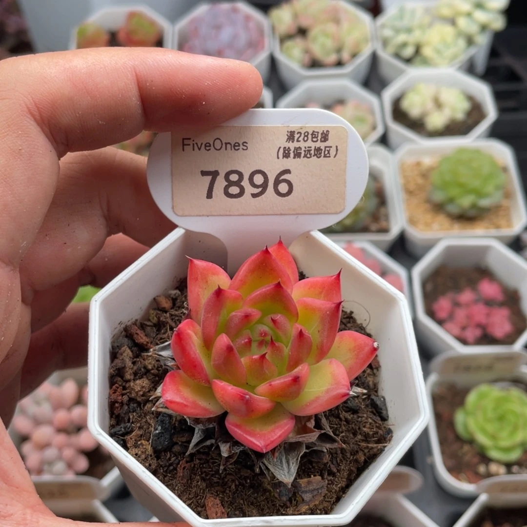 篝火7896-4.5厘米