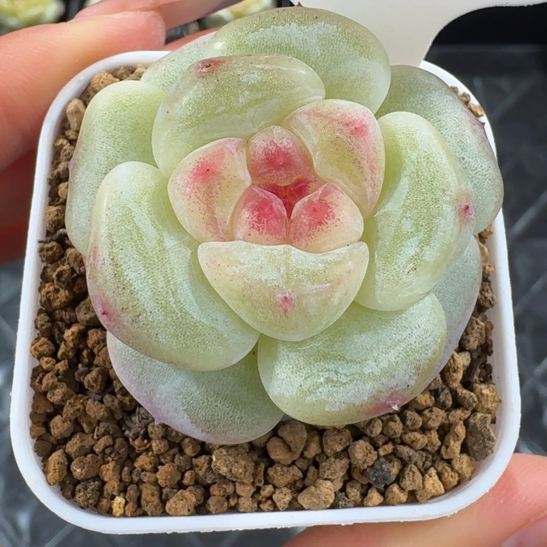 1206-52-软陶单头一颗