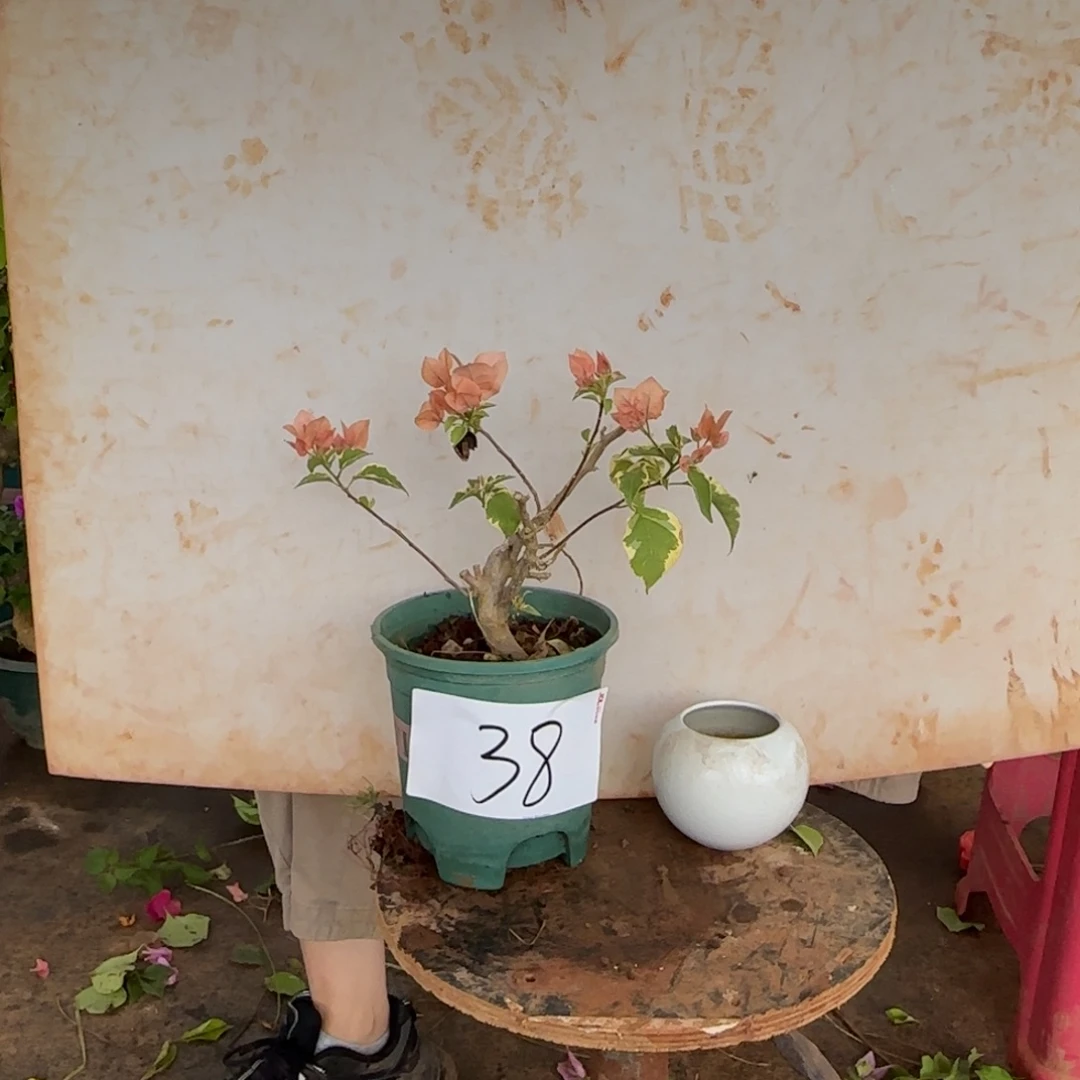 大部分花苞少量开放金边马斯 38