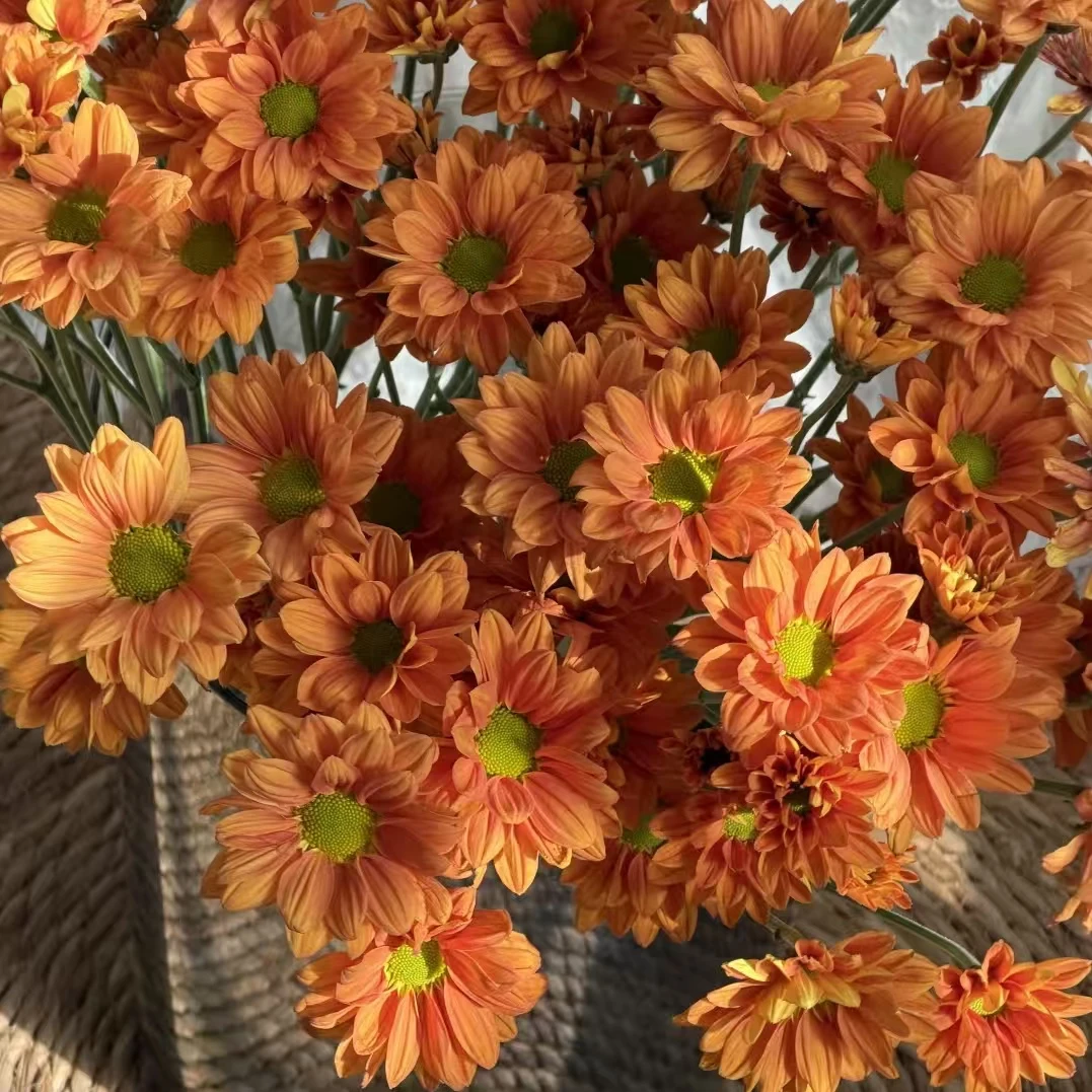 [橙神仙小菊  家居办公鲜花]不单拍，加购款单拍不售后