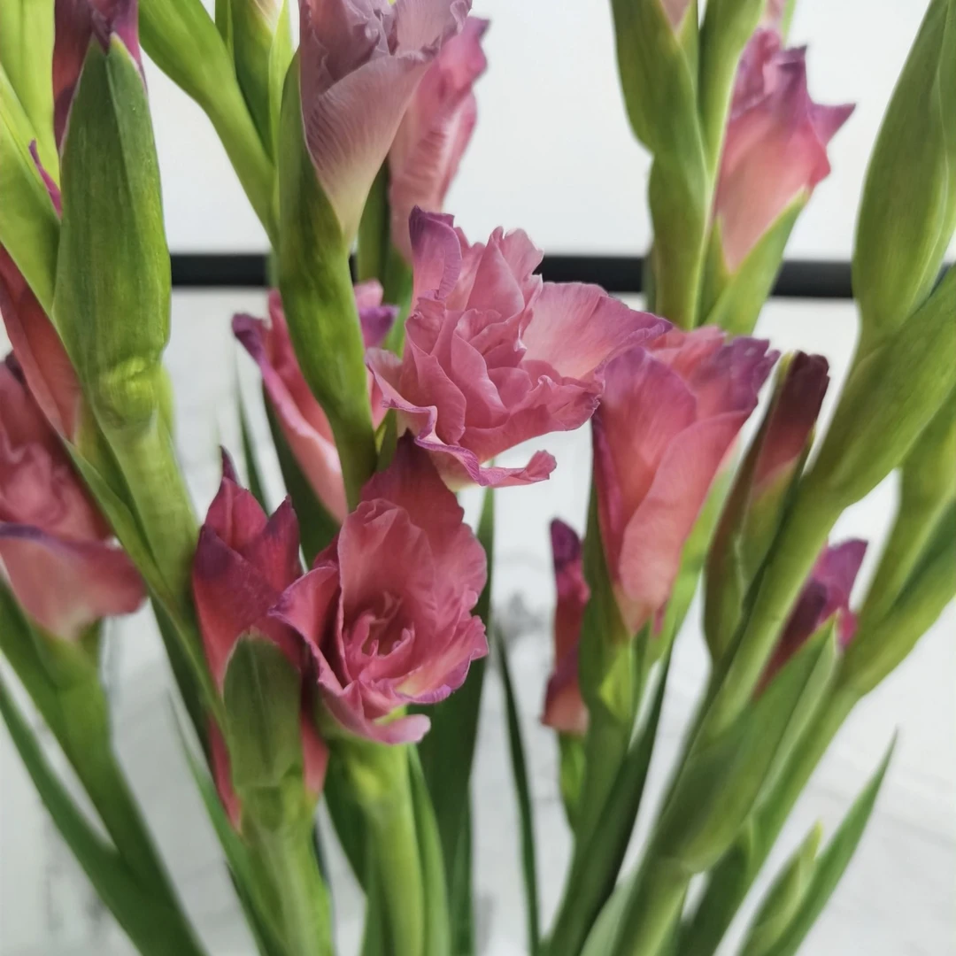 花中圆   复古色剑兰一扎10枝