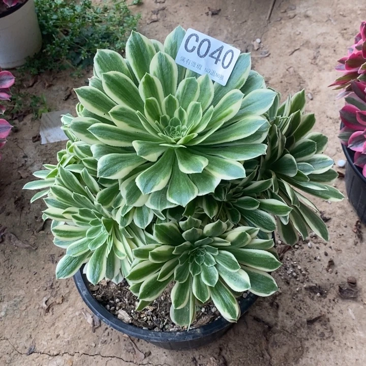 艳宁040。