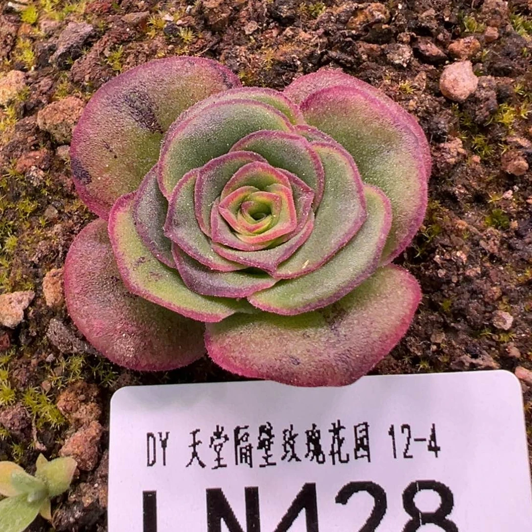 LT428凤求凰 下播福利