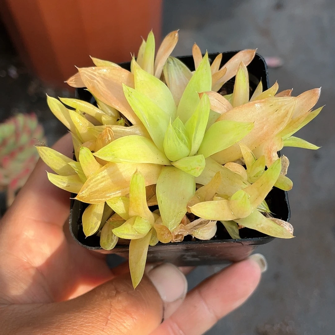 时***间黄金凝脂菊小群带盆
