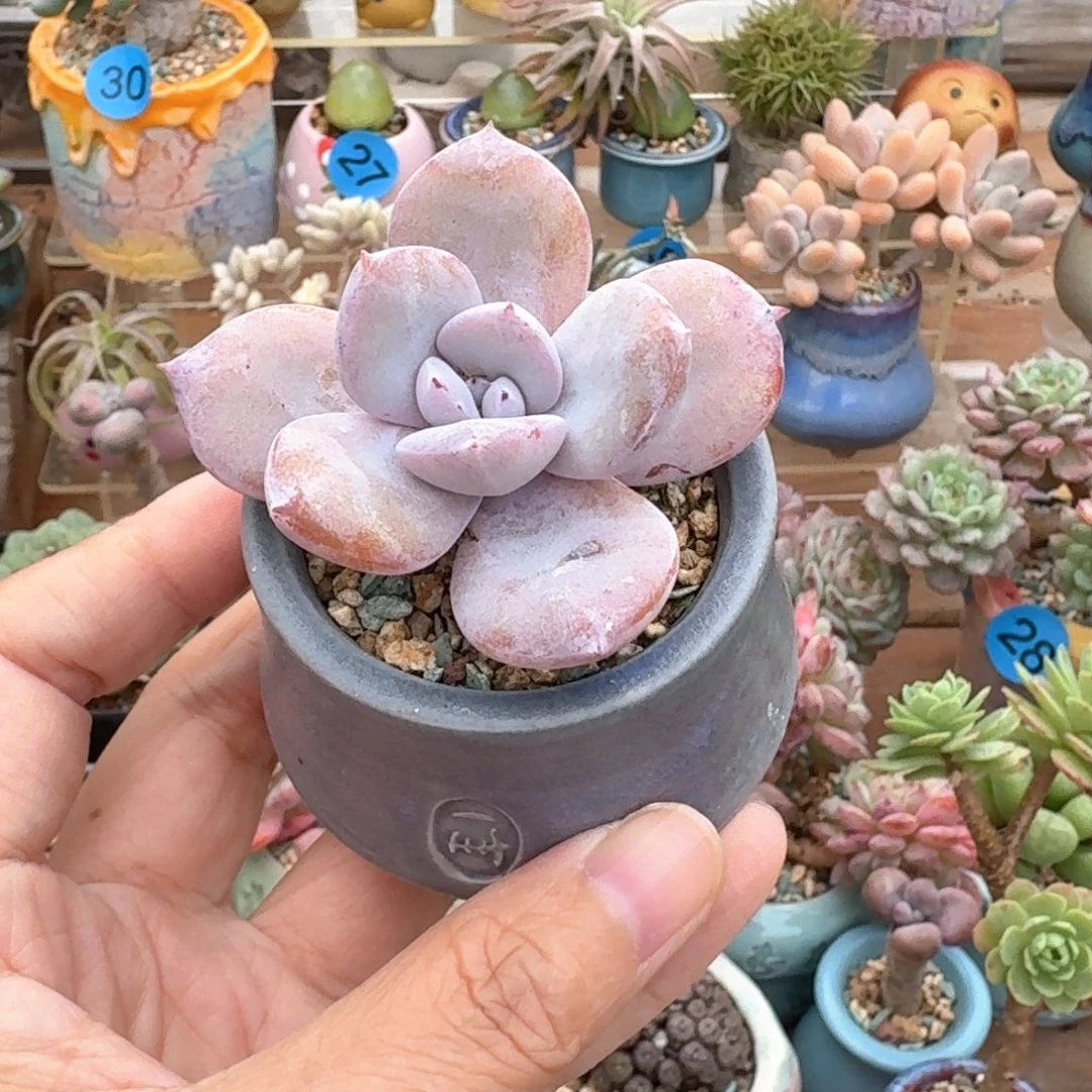 奶茶多肉含盆土 一物一拍