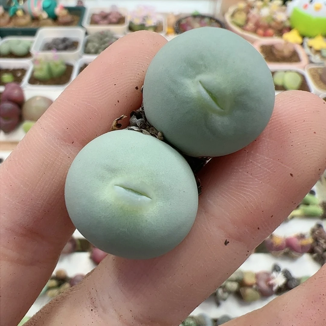 【闪购商品】221 双头鸽子蛋嘟嘴