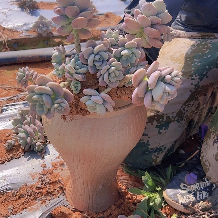 红洛神 20cm 一单包邮