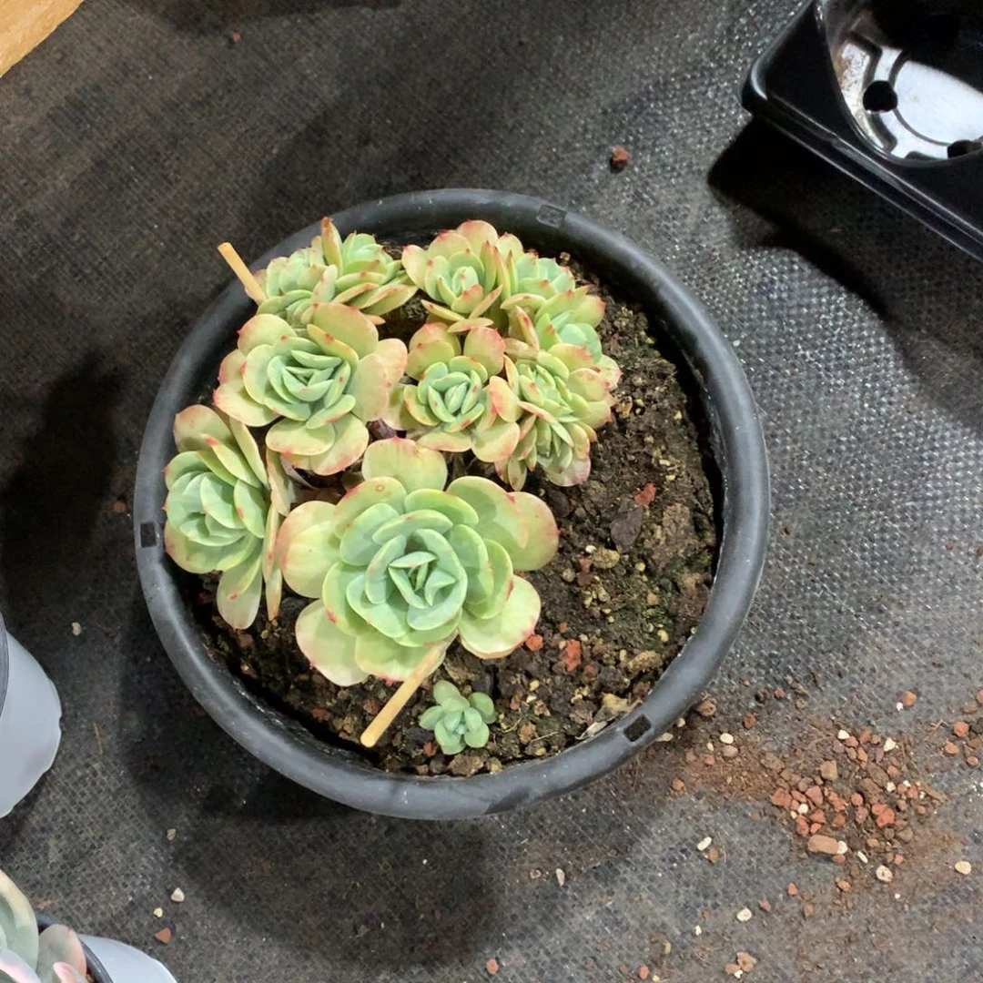 多肉植物多肉植物