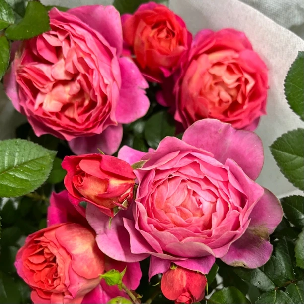 月季花棒棒糖【品种不选】盆栽室内外新手好养四季开花易养护发货快