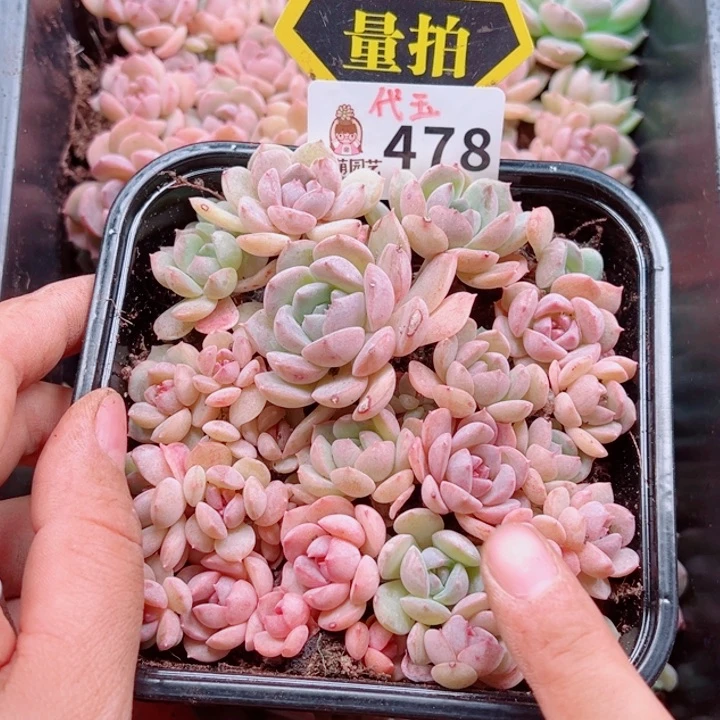 多肉植物多肉植物