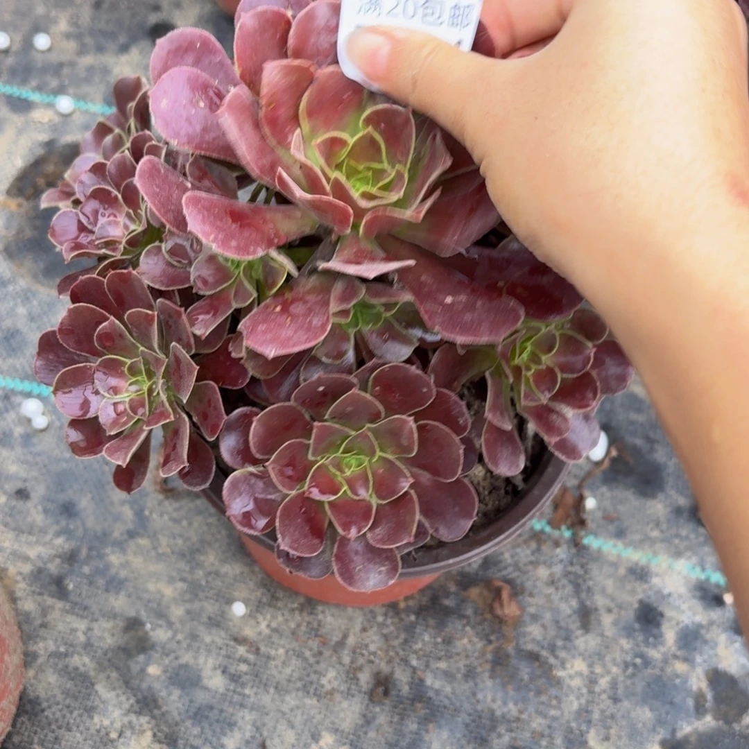 181多肉植物捧花的
