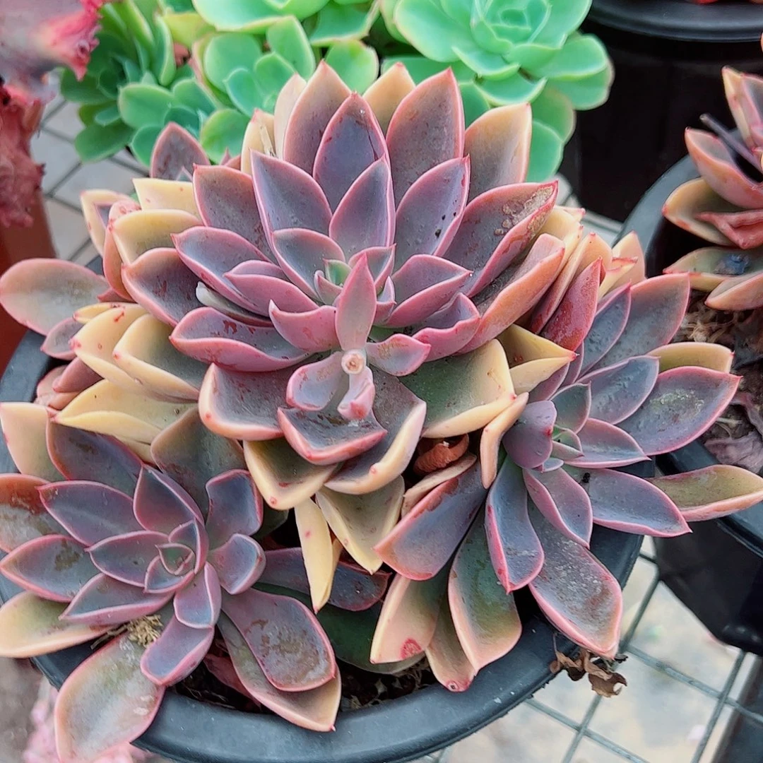 紫气东来多头群生老桩特价