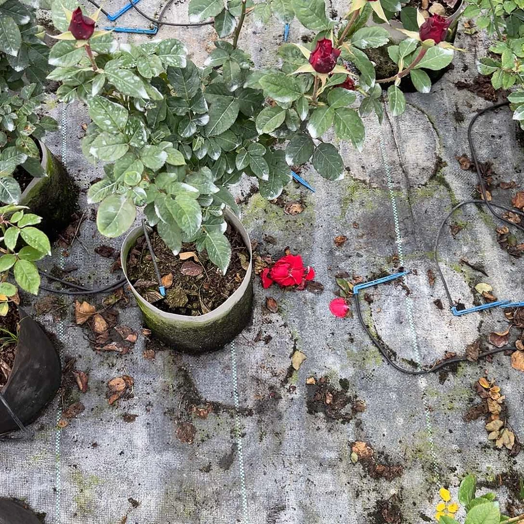 无***画无花朵———妈妈咪 福利款