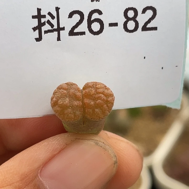 26-82蛋糕风铃多肉植物