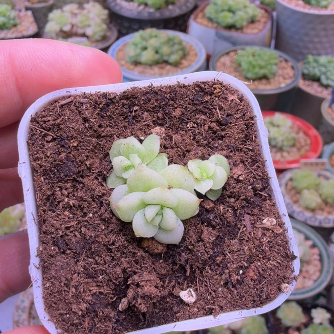 榴****17号白釉一物一拍寄养