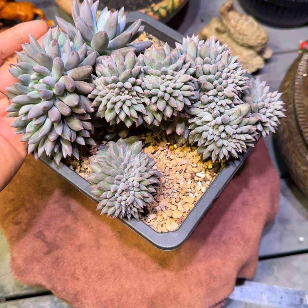所罗门多肉植物一物一拍